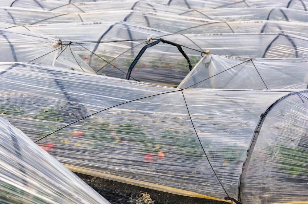 Low tunnels yang berguna untuk membantu tanaman mendapatkan cahaya yang cukup dibuat dengan bahan plastik